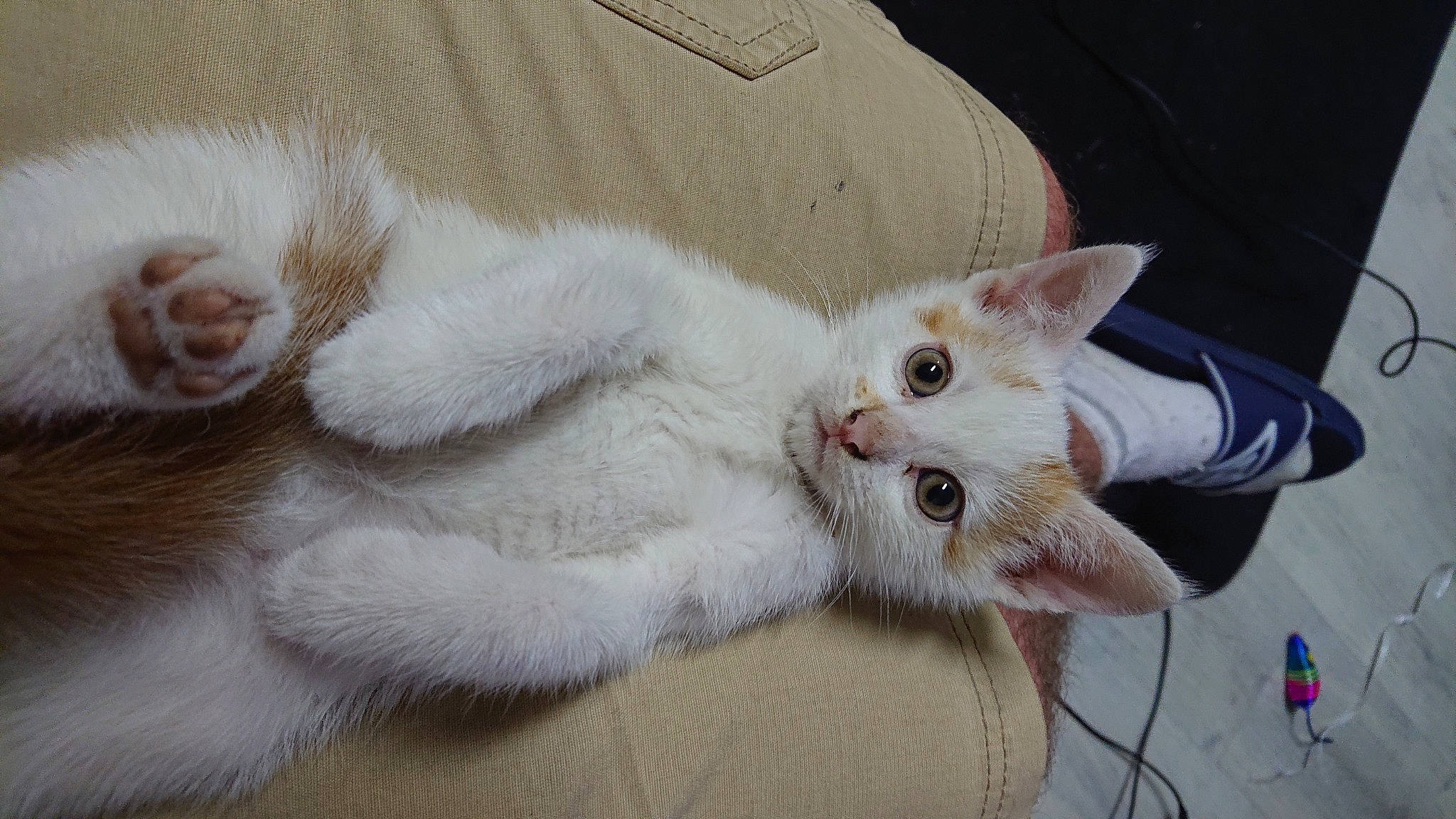 Jäger participe au concours pour gagner de l'argent avec cette photo : aegean_cat, burmilla, carnivore, cat, claw, colorpoint_shorthair, ear, fawn, felidae, fur, khao_manee, kitten, mammal, paw, polydactyl_cat, small_to_medium_sized_cats, tail, turkish_angora, turkish_van, whiskers