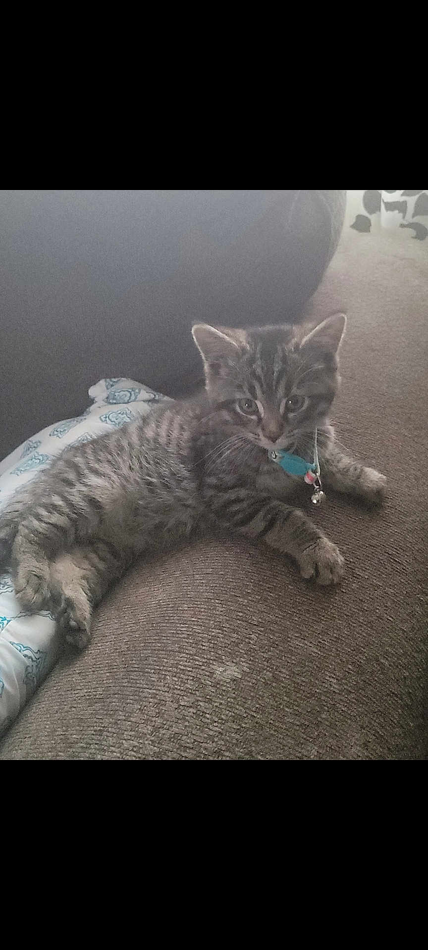 Asher Maddox is registered to the contest to win money with this photo: animal, bell, cat, collar, couch, cute, ears, feline, fur, home, indoor, kitten, pet, pillow, relaxed, resting, striped, tabby, whiskers, young