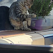 Noupie a rejoint le concours — aidez-le/la à gagner de superbes lots ! cat, tabby_cat, plant, container, wooden_surface, curious, paws, outdoor, sunlight, greenery, feline, pet, animal, purple_container, focused, sitting, nature, leaves, closeup, background