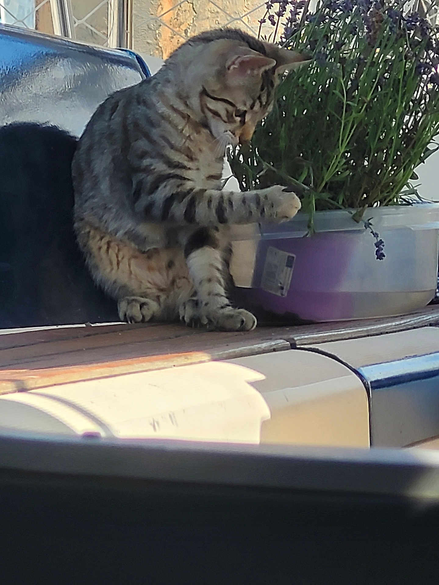 Noupie a rejoint le concours — aidez-le/la à gagner de superbes lots ! cat, tabby_cat, plant, container, wooden_surface, curious, paws, outdoor, sunlight, greenery, feline, pet, animal, purple_container, focused, sitting, nature, leaves, closeup, background