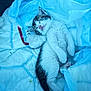 kitten, sleeping, toy, blue_blanket, cozy, pet, feline, cute, resting, fur, whiskers, small, domestic_animal, animal, indoor, soft_texture, nap, peaceful, young, adorable