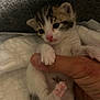 kitten, cat, paw, human_hand, thumb, white_fur, striped_fur, pink_nose, sleepy, cute, small, baby_animal, indoor, blanket, soft, close_up, pet, animal, resting, feline