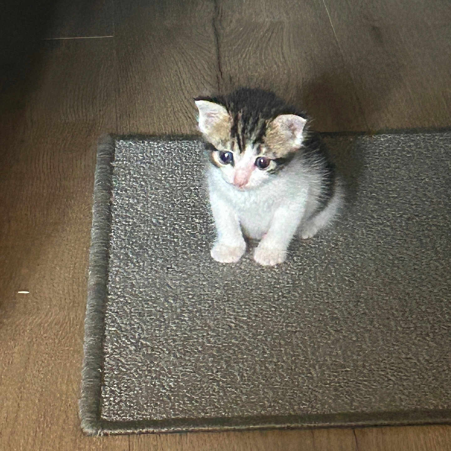 Nala participe au concours pour gagner de l'argent avec cette photo : animal, carpet, cat, curious, cute, ears, feline, floor, fur, indoor, kitten, light, pet, rug, shadow, sitting, small, whiskers, wooden_floor, young