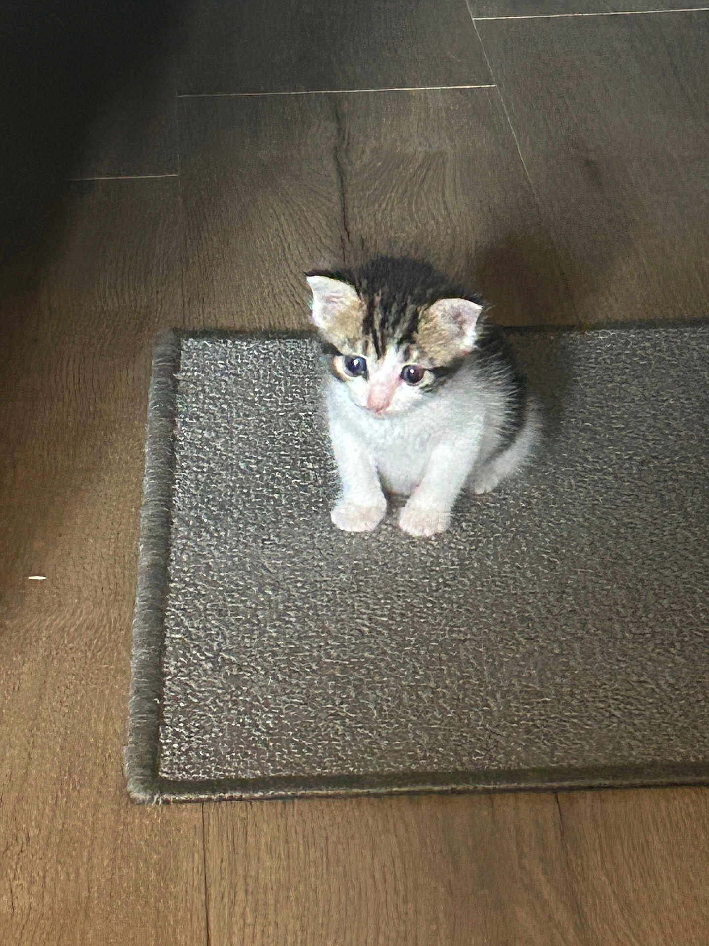 Nala