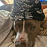 Butch is registered to the contest to win money with this photo: animal, bed, blanket, brown, canine, closeup, cozy, dog, eyes, face, hat, indoors, nose, patterned, pet, pillow, portrait, relaxed, resting, white