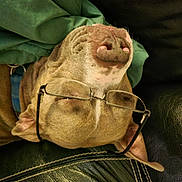 Butch joined the competition — help win amazing prizes! blanket, brown_dog, canine, closeup, cozy, dog, domestic_animal, ears, eyewear, funny, glasses, indoor, leather_couch, nose, pet, relaxed, resting, sleeping, snout, upside_down