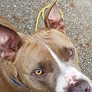 Butch is registered to the contest to win money with this photo: dog, close_up, golden_eyes, brown_fur, white_markings, ears, nose, outdoor, ground, rope, curious, pet, animal, canine, portrait, looking_up, furry, face, alert, leash