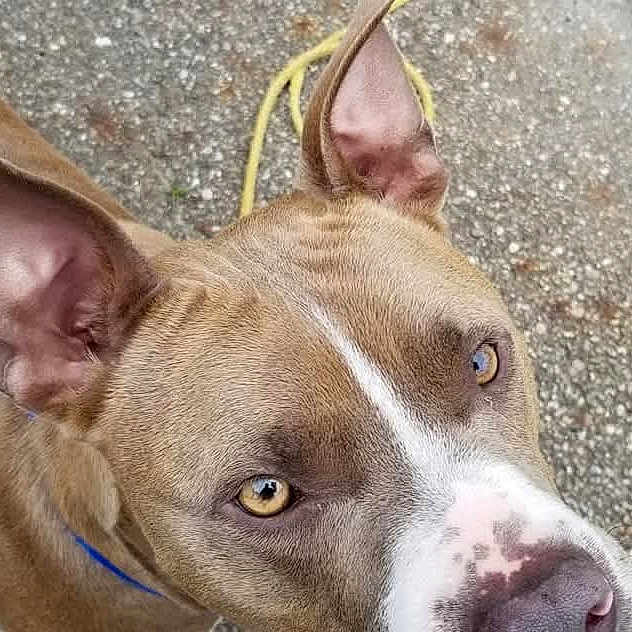 Butch