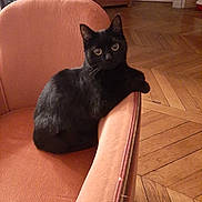 Michie participe au concours pour gagner de l'argent avec cette photo : animal, armchair, black_cat, cat, cozy, curious, domestic, ears, fur, furniture, home, indoor, looking_at_camera, mammal, parquet, pet, relaxed, seated, whiskers, wooden_floor