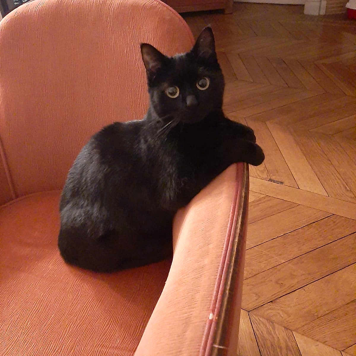 Michie participe au concours pour gagner de l'argent avec cette photo : animal, armchair, black_cat, cat, cozy, curious, domestic, ears, fur, furniture, home, indoor, looking_at_camera, mammal, parquet, pet, relaxed, seated, whiskers, wooden_floor