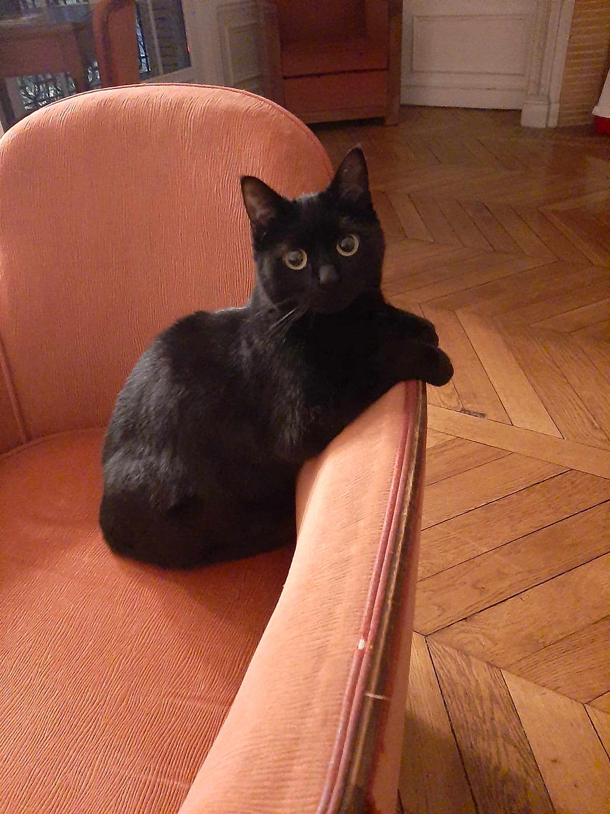 Michie participe au concours pour gagner de l'argent avec cette photo : animal, armchair, black_cat, cat, cozy, curious, domestic, ears, fur, furniture, home, indoor, looking_at_camera, mammal, parquet, pet, relaxed, seated, whiskers, wooden_floor