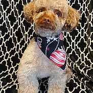 Khloe is registered to the contest to win money with this photo: dog, cute, fluffy, curly_fur, bandana, accessory, pet, animal, indoor, patterned_blanket, black_and_white, decorative, holiday_theme, closeup, portrait, sitting, expression, adorable, furry, companion