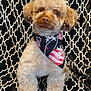 dog, cute, fluffy, curly_fur, bandana, accessory, pet, animal, indoor, patterned_blanket, black_and_white, decorative, holiday_theme, closeup, portrait, sitting, expression, adorable, furry, companion