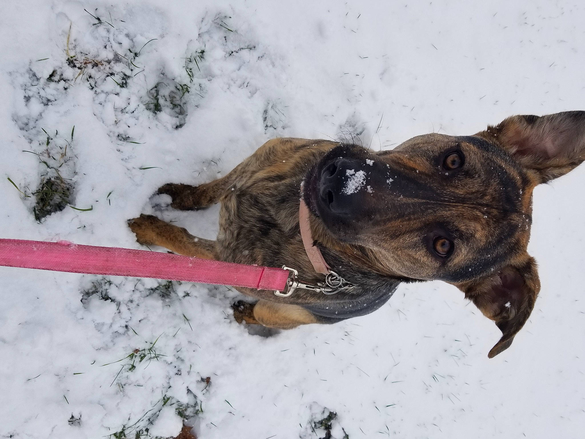 Rebel joined the competition — help win amazing prizes! canidae, carnivore, collar, dog, dog_breed, dog_collar, dog_supply, fawn, freezing, guard_dog, mammal, pet_supply, slope, snout, snow, sporting_group, vertebrate, winter, working_animal, working_dog