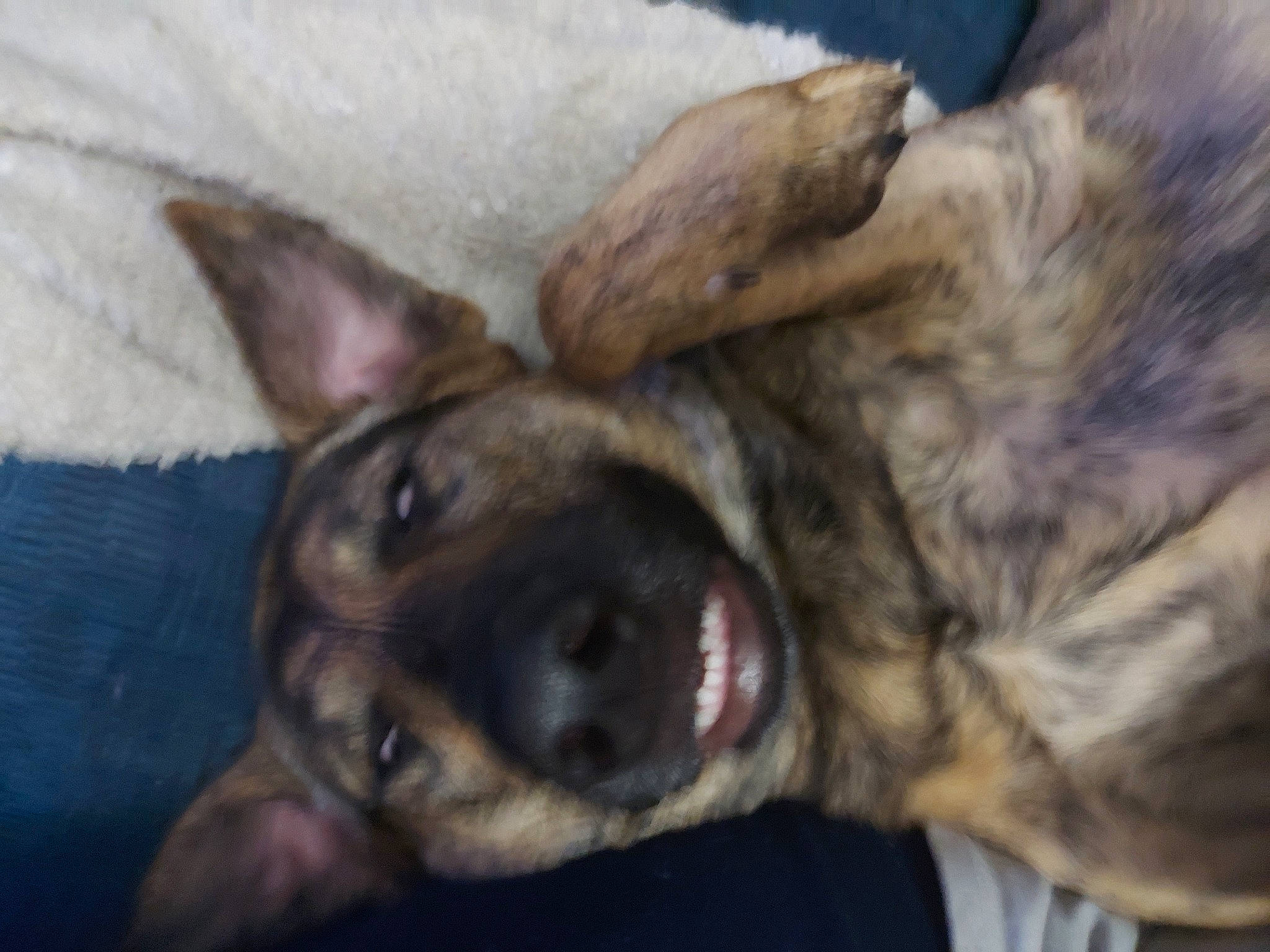 Rebel is registered to the contest to win money with this photo: carnivore, companion_dog, dog, dog_breed, ear, fur, german_shepherd_dog, guard_dog, herding_dog, liver, paw, puppy, snout, sporting_group, terrestrial_animal, whiskers, working_animal, working_dog