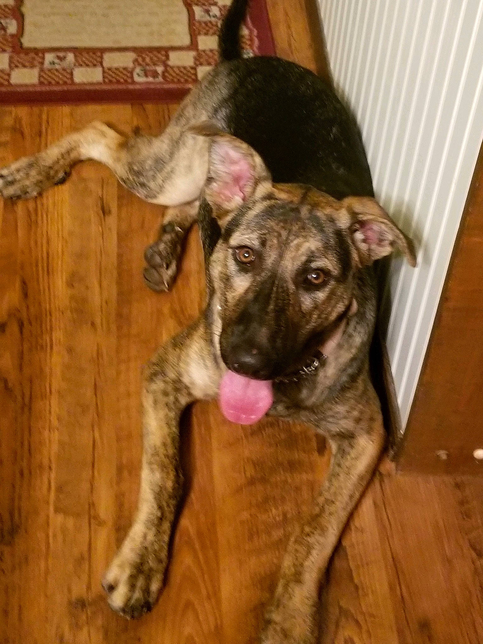 Rebel is registered to the contest to win money with this photo: canidae, carnivore, cimarron_uruguayo, collar, companion_dog, dog, dog_breed, dogo_sardesco, ear, fawn, fur, guard_dog, hardwood, herding_dog, snout, sporting_group, tail, whiskers, wood, working_animal