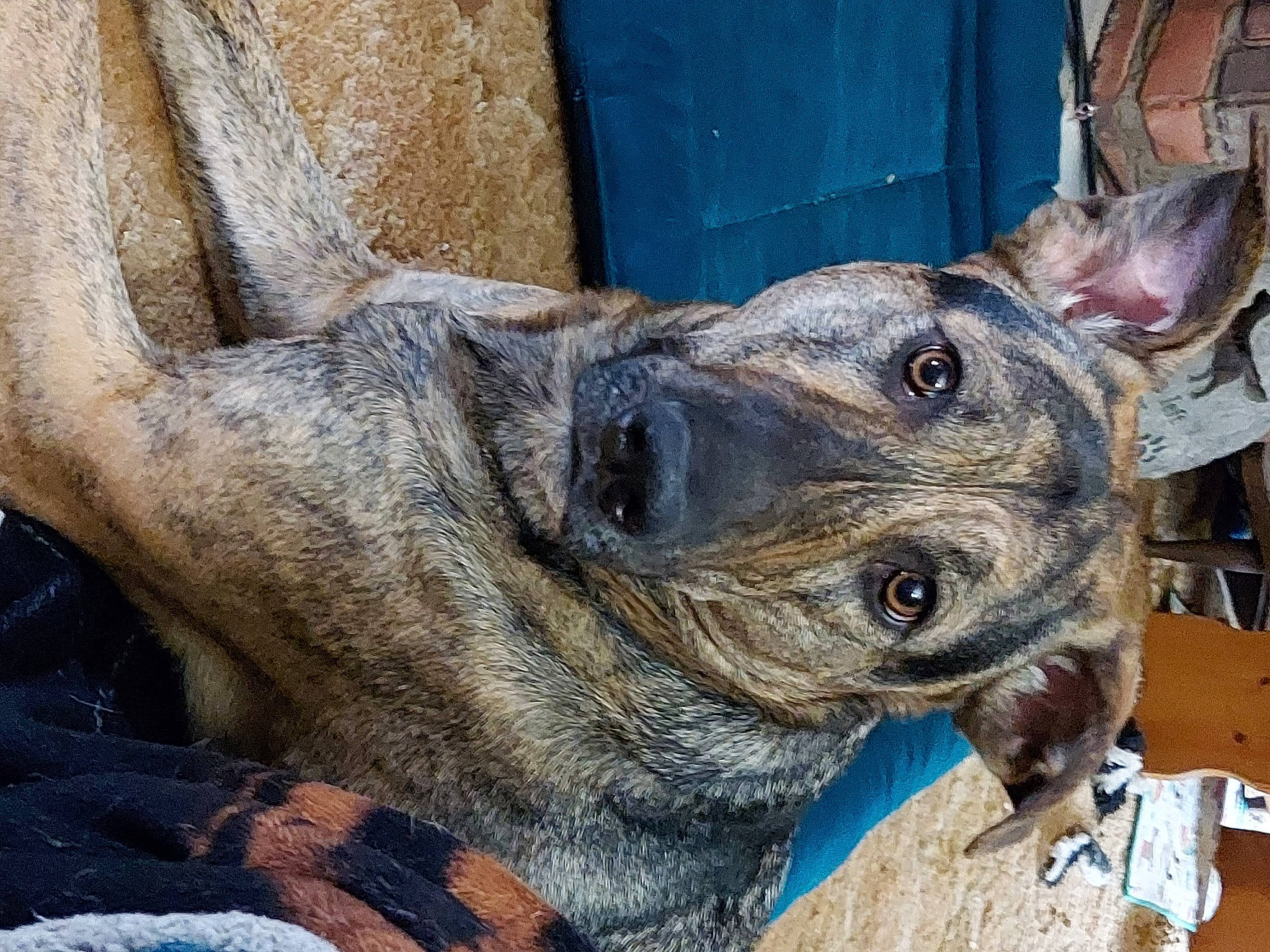 Rebel is registered to the contest to win money with this photo: animal_shelter, canidae, carnivore, companion_dog, dog, dog_breed, eye, fawn, foot, fur, guard_dog, jaw, snout, sporting_group, terrestrial_animal, vertebrate, whiskers, window, working_animal, wrinkle