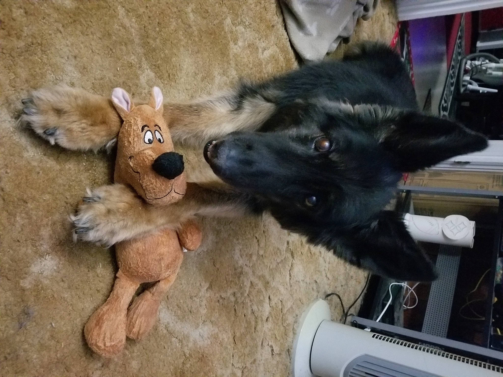 Binx joined the competition — help win amazing prizes! canidae, carnivore, companion_dog, dog, dog_breed, ear, fawn, felidae, fur, guard_dog, herding_dog, paw, small_to_medium_sized_cats, snout, sporting_group, stuffed_toy, tail, toy, toy_dog, working_animal