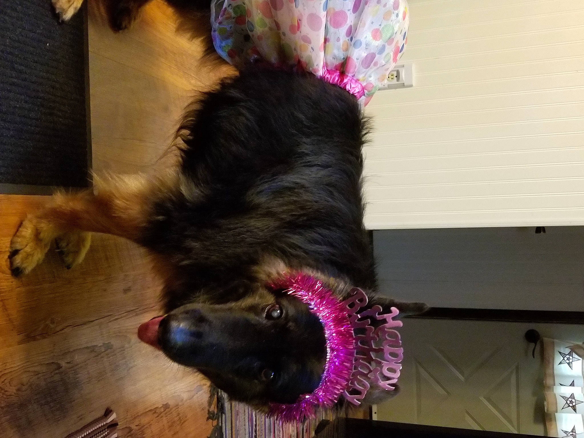 Binx joined the competition — help win amazing prizes! canidae, carnivore, claw, collar, companion_dog, dog, dog_breed, dog_collar, felidae, foot, fur, paw, small_to_medium_sized_cats, snout, sporting_group, tail, terrier, whiskers, window, working_dog