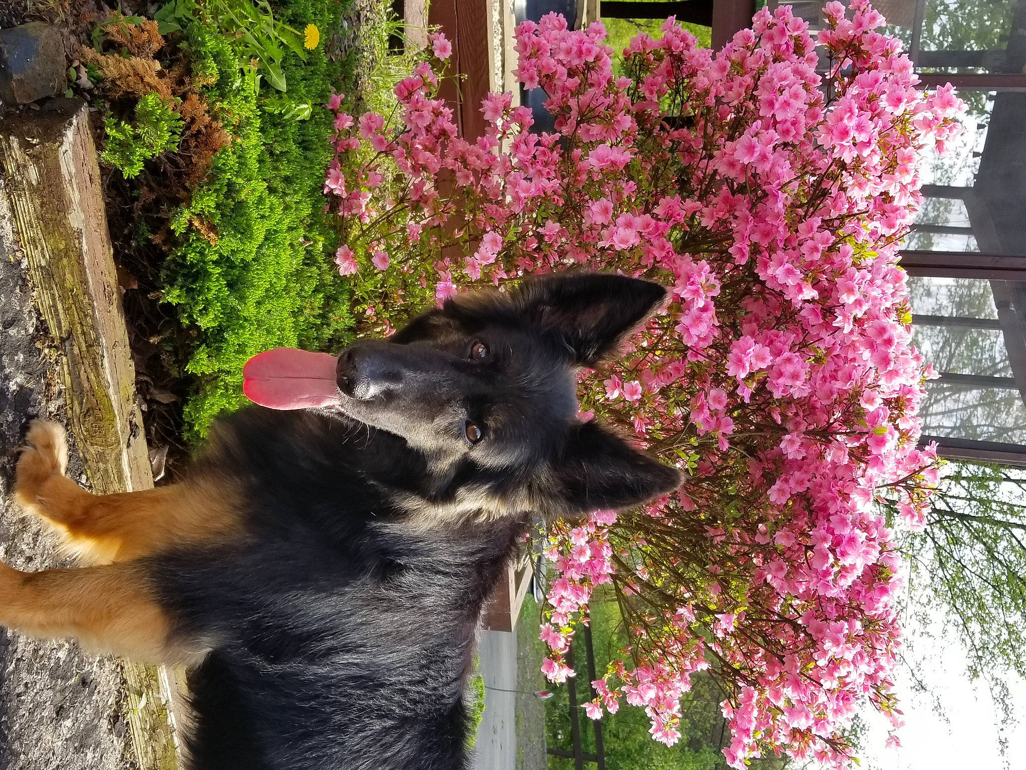 Binx joined the competition — help win amazing prizes! annual_plant, carnivore, dog, dog_breed, flower, flowering_plant, garden, german_shepherd_dog, grass, groundcover, herding_dog, king_shepherd, magenta, old_german_shepherd_dog, plant, shrub, snout, sporting_group, tree, working_animal