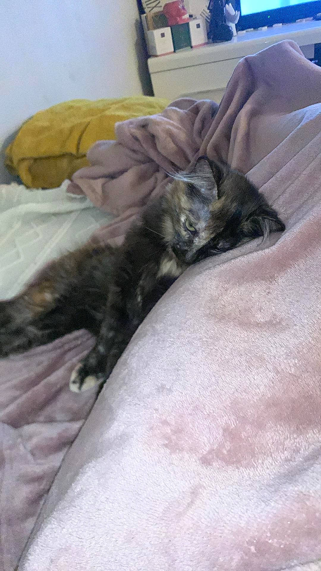 Aventadore a rejoint le concours — aidez-le/la à gagner de superbes lots ! bed, bed_sheet, bedding, bedroom, black_cat, carnivore, cat, comfort, companion_dog, dog_breed, domestic_short_haired_cat, duvet, felidae, fur, grey, linens, room, small_to_medium_sized_cats, tail, whiskers