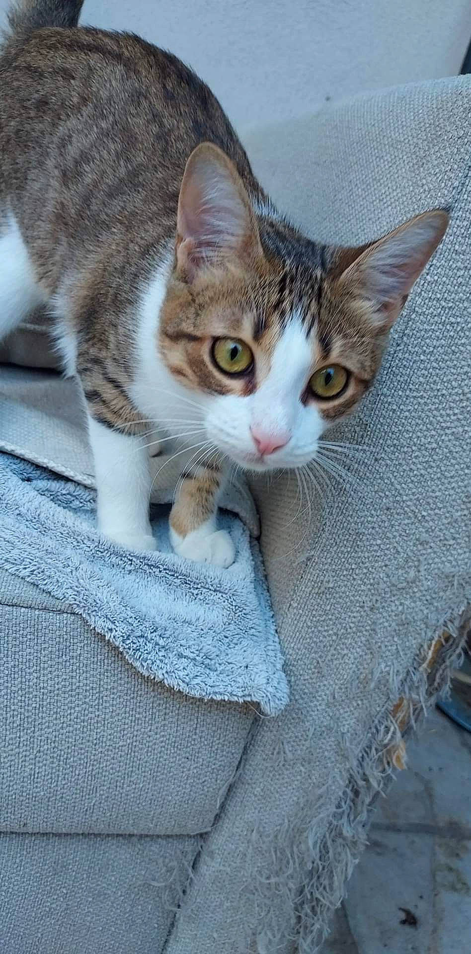 Mimie a rejoint le concours — aidez-le/la à gagner de superbes lots ! carnivore, cat, claw, domestic_short_haired_cat, eye, fawn, felidae, fur, paw, sitting, small_to_medium_sized_cats, snout, tail, terrestrial_animal, whiskers, wood, woven_fabric