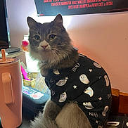 Honey is registered to the contest to win money with this photo: cat, gray_cat, white_cat, pet_clothing, ghost_pattern, shirt, indoor, desk, water_bottle, poster, light, feline, animal, cute, fluffy, sitting, looking_at_camera, calm, halloween, decor