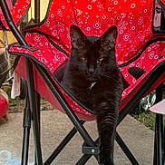 Midnite is registered to the contest to win money with this photo: black_cat, cat, feline, animal, pet, sitting, lounging, camping_chair, red_chair, paisley_pattern, outdoor, patio, garden, relaxed, portrait, fur, whiskers, ears, tail, playful