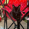 animal, black_cat, camping_chair, cat, ears, feline, fur, garden, lounging, outdoor, paisley_pattern, patio, pet, playful, portrait, red_chair, relaxed, sitting, tail, whiskers