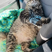 Leo is registered to the contest to win money with this photo: cat, tabby_cat, fluffy, sleeping, car_seat, blanket, sunlight, relaxation, pet, feline, indoor, cozy, resting, animal, fur, cute, comfort, vehicle_interior, nap, content
