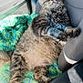 cat, tabby_cat, fluffy, sleeping, car_seat, blanket, sunlight, relaxation, pet, feline, indoor, cozy, resting, animal, fur, cute, comfort, vehicle_interior, nap, content