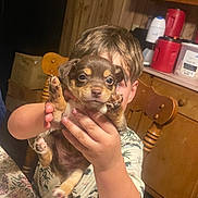 Yoda is registered to the contest to win money with this photo: child, puppy, dog, hand, table, chair, kitchen, cabinet, wood, floral_tablecloth, cute, indoor, pet, young_child, brown_dog, holding, face, furniture, home, expression