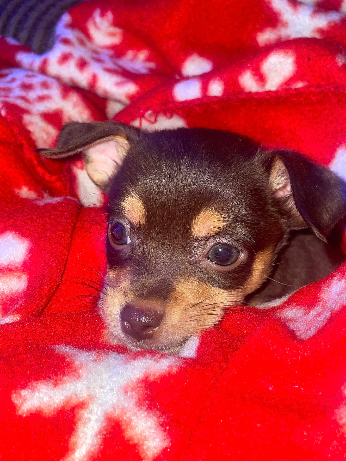 Yoda joined the competition — help win amazing prizes! puppy, dog, blanket, red, white, snowflake_pattern, cute, animal, pet, fur, face, eyes, nose, ears, cozy, warm, soft, indoor, closeup, resting