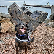 Dakota is registered to the contest to win money with this photo: dog, pet, canine, outdoor, rocks, water, lighthouse, sky, cloudy, leash, harness, tongue_out, happy, sitting, shore, nature, landscape, coast, smiling, animal