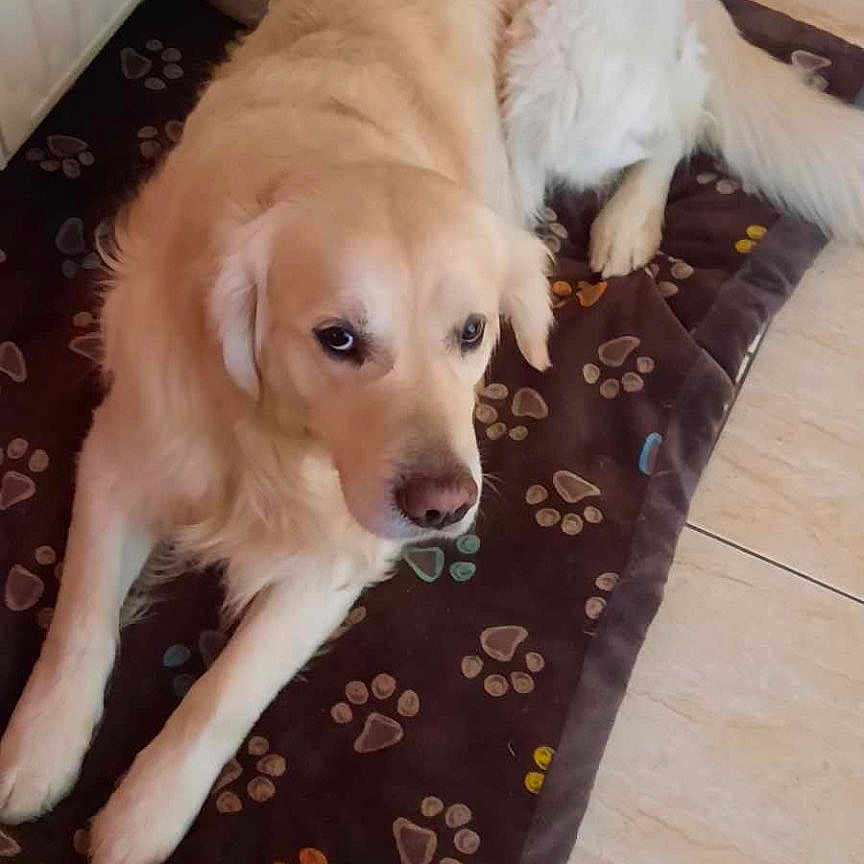 Snoopy participe au concours pour gagner de l'argent avec cette photo : animal, ball, canine, cat, cushion, dog, dogbed, goldenretriever, homedecor, hound, labradorretriever, mat, person, pet, puppy, sleeping, sport, tennis, tennisball, whitedog