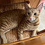Zipper joined the competition — help win amazing prizes! cat, orange_tabby, pet, animal, indoor, chair, woven_chair, fur, whiskers, ears, eyes, tail, floor, wood, relaxed, looking_up, domestic_cat, cute, mammal, feline