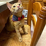 Zipper joined the competition — help win amazing prizes! cat, orange_tabby, bow_tie, polka_dot, chair, woven_chair, kitchen, wooden_cabinet, countertop, curious, pet, indoor, feline, cute, domestic_animal, looking_up, whiskers, pink_nose, fur, seated