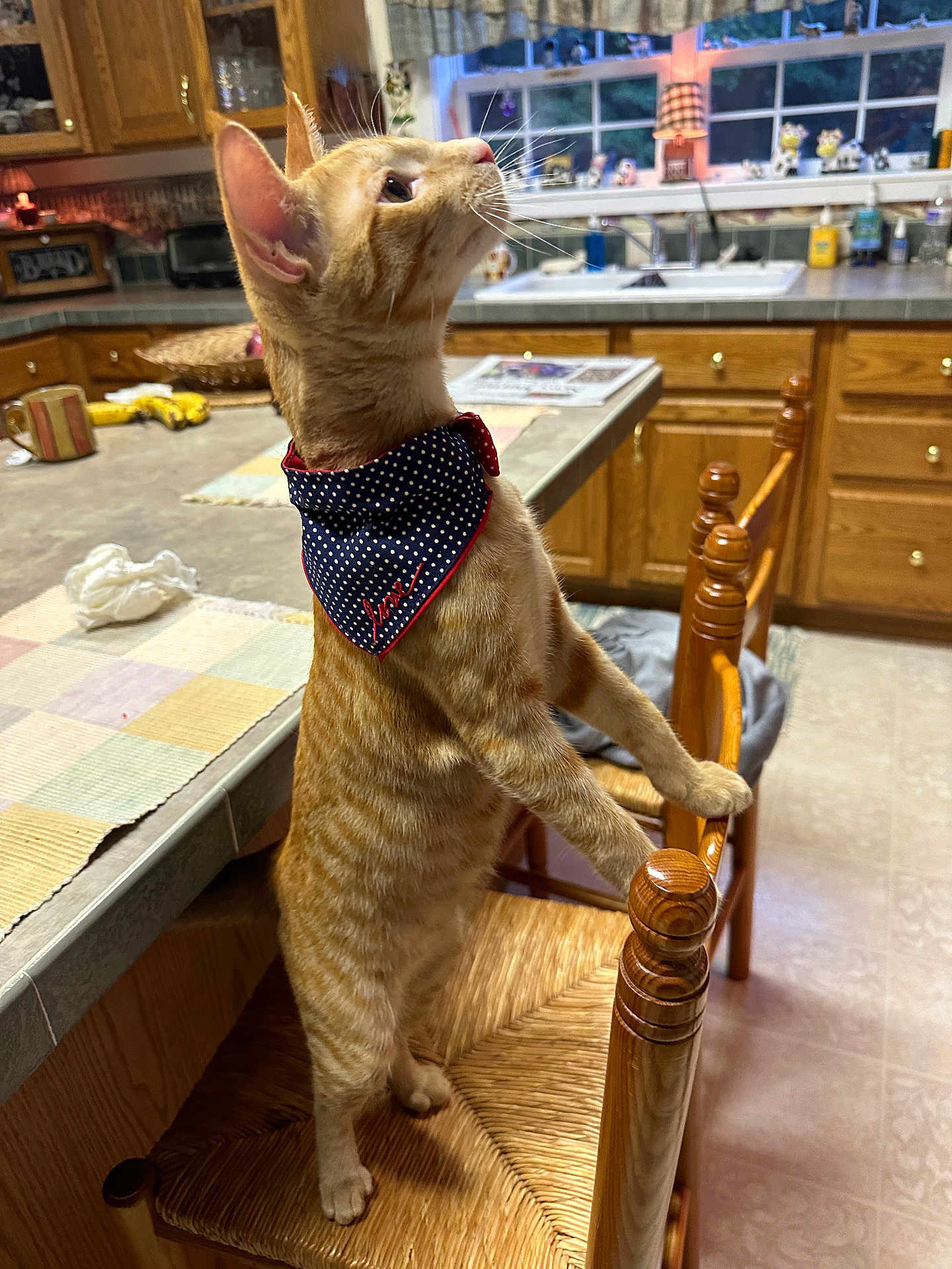 Zipper is registered to the contest to win money with this photo: cat, orange_tabby, bandana, chair, kitchen, countertop, window, wooden_cabinets, curious, pet, feline, domestic_animal, indoor, furniture, tablecloth, sink, decor, floor, light, household