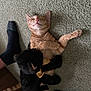 Zipper is registered to the contest to win money with this photo: cat, orange_tabby, stuffed_animal, black_toy, carpet, floor, sock, foot, pet, relaxing, cute, smiling_cat, indoor, animal, feline, playful, cozy, resting, domestic, soft_toy
