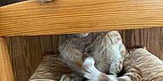 Zipper joined the competition — help win amazing prizes! cat, orange_tabby, wooden_chair, woven_seat, paw, curious, indoor, wood_paneling, pet, feline, whiskers, tail, closeup, playful, animal, mischievous, domestic_cat, sitting, furniture, cute