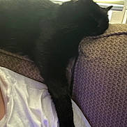 Toothless joined the competition — help win amazing prizes! black_cat, cat, sleeping, couch, textured_fabric, paw, white_shirt, indoor, pet, relaxing, window_blinds, natural_light, feline, resting, close_up, cozy, animal, domestic_cat, fur, home