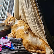 Chillin is registered to the contest to win money with this photo: cat, orange_tabby, sleeping, window, curtain, towel, indoor, cozy, relaxed, pet, feline, sunlight, resting, fur, paw, animal, domestic, comfort, napping, household
