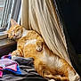 cat, orange_tabby, sleeping, window, curtain, towel, indoor, cozy, relaxed, pet, feline, sunlight, resting, fur, paw, animal, domestic, comfort, napping, household