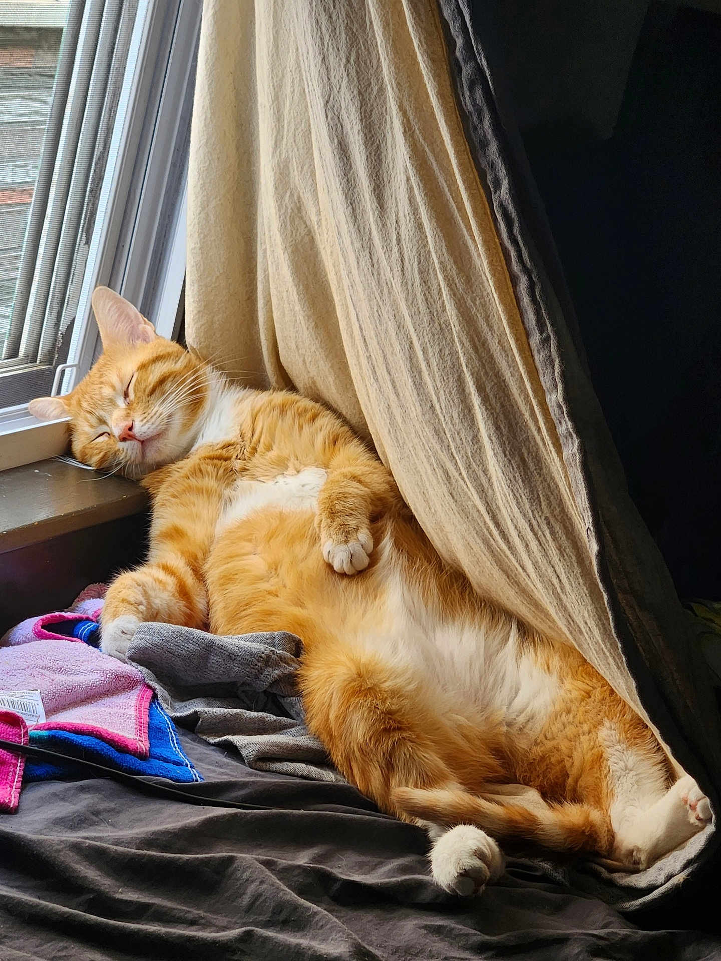 Chillin is registered to the contest to win money with this photo: cat, orange_tabby, sleeping, window, curtain, towel, indoor, cozy, relaxed, pet, feline, sunlight, resting, fur, paw, animal, domestic, comfort, napping, household