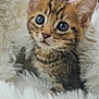 kitten, tabby, cat, pet, animal, fur, whiskers, ears, cute, eyes, fluffy, blanket, cozy, indoor, young, small, portrait, mammal, feline, soft
