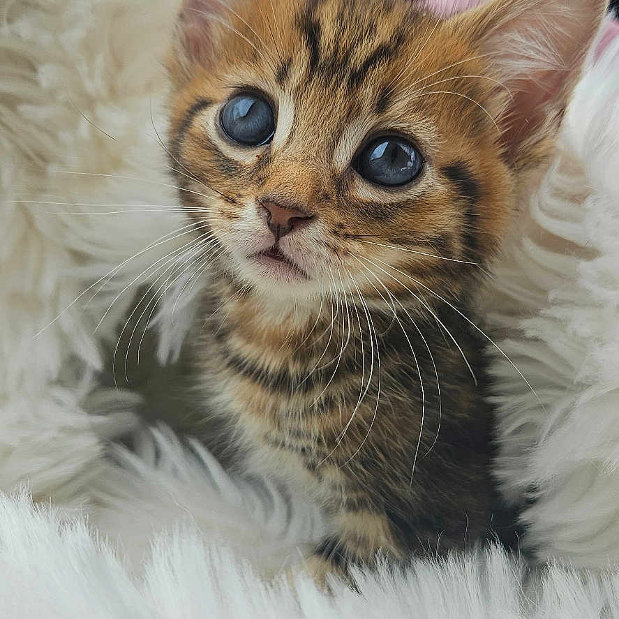 Theo is registered to the contest to win money with this photo: animal, blanket, cat, cozy, cute, ears, eyes, feline, fluffy, fur, indoor, kitten, mammal, pet, portrait, small, soft, tabby, whiskers, young