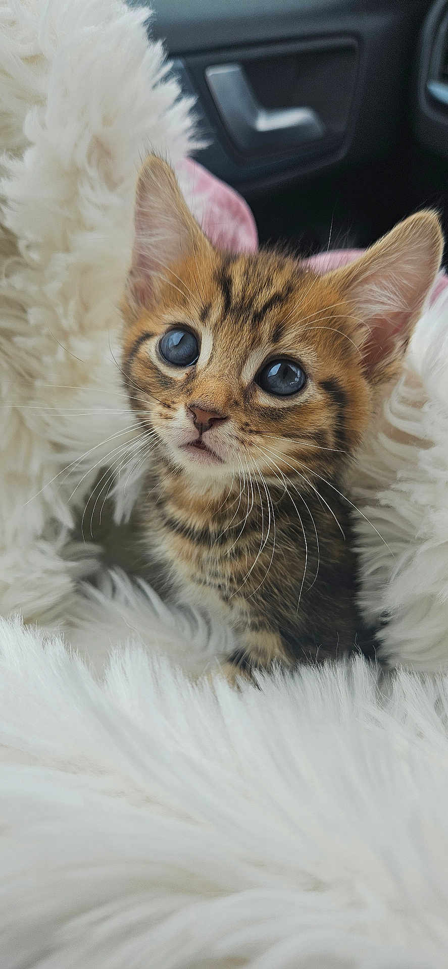 Theo is registered to the contest to win money with this photo: kitten, tabby, cat, pet, animal, fur, whiskers, ears, cute, eyes, fluffy, blanket, cozy, indoor, young, small, portrait, mammal, feline, soft