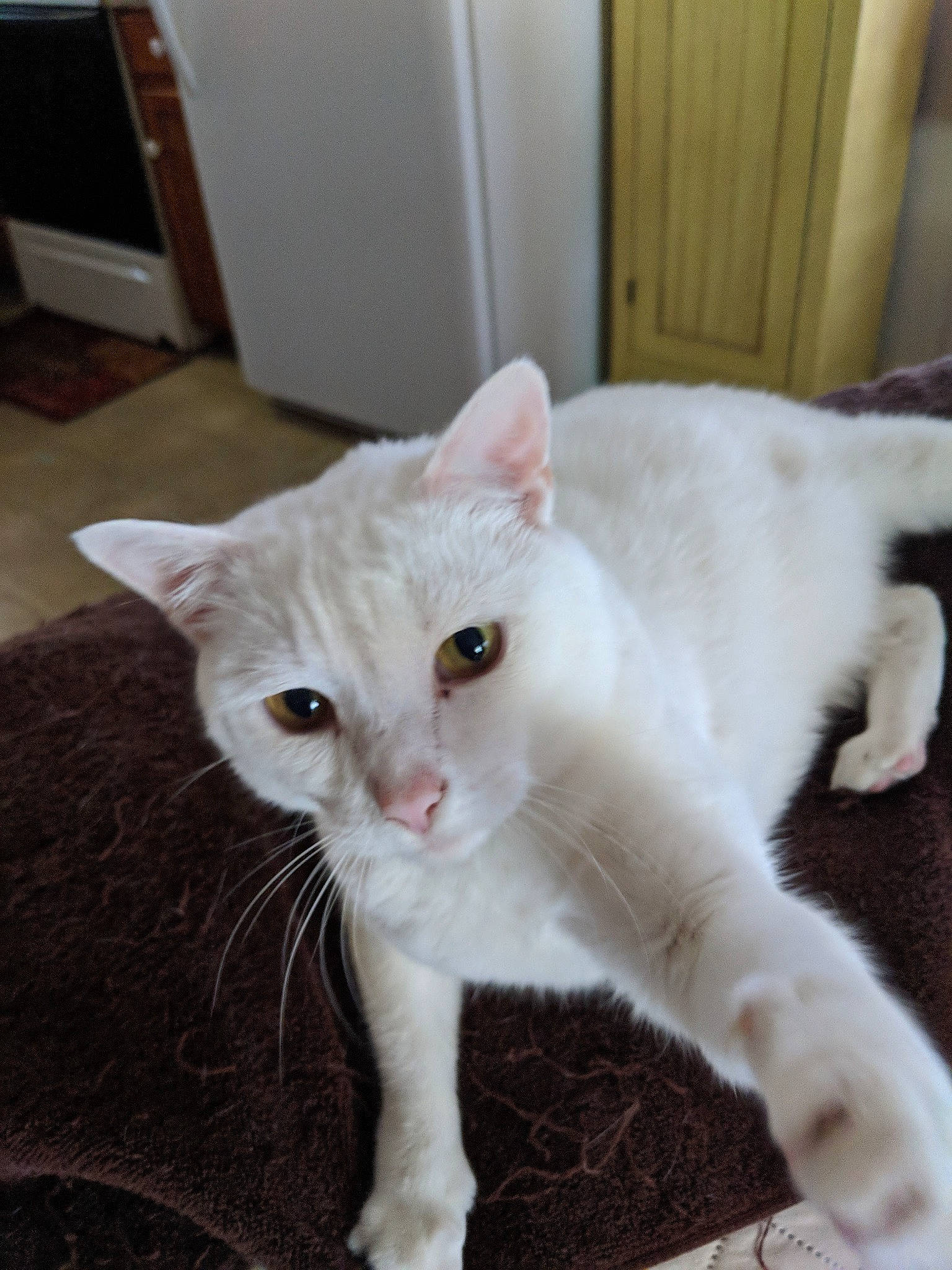 Pearl joined the competition — help win amazing prizes! carnivore, cat, cat_furniture, claw, collar, comfort, domestic_short_haired_cat, fawn, felidae, fur, home_appliance, kitchen_appliance, paw, pet_supply, small_to_medium_sized_cats, snout, tail, television, terrestrial_animal, whiskers