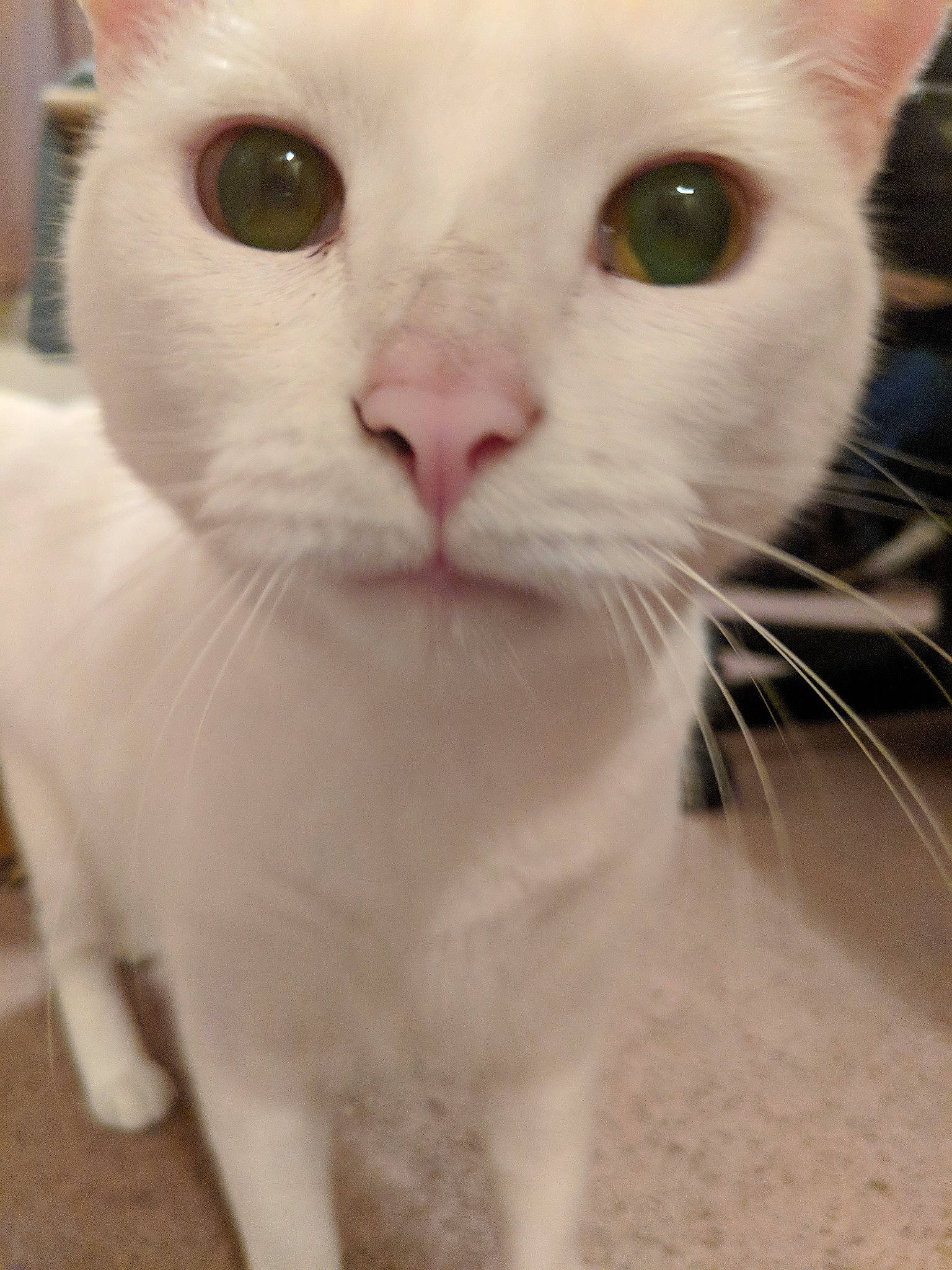 Pearl is registered to the contest to win money with this photo: carnivore, cat, domestic_short_haired_cat, ear, felidae, fur, no_expression, pet_supply, small_to_medium_sized_cats, terrestrial_animal, whiskers