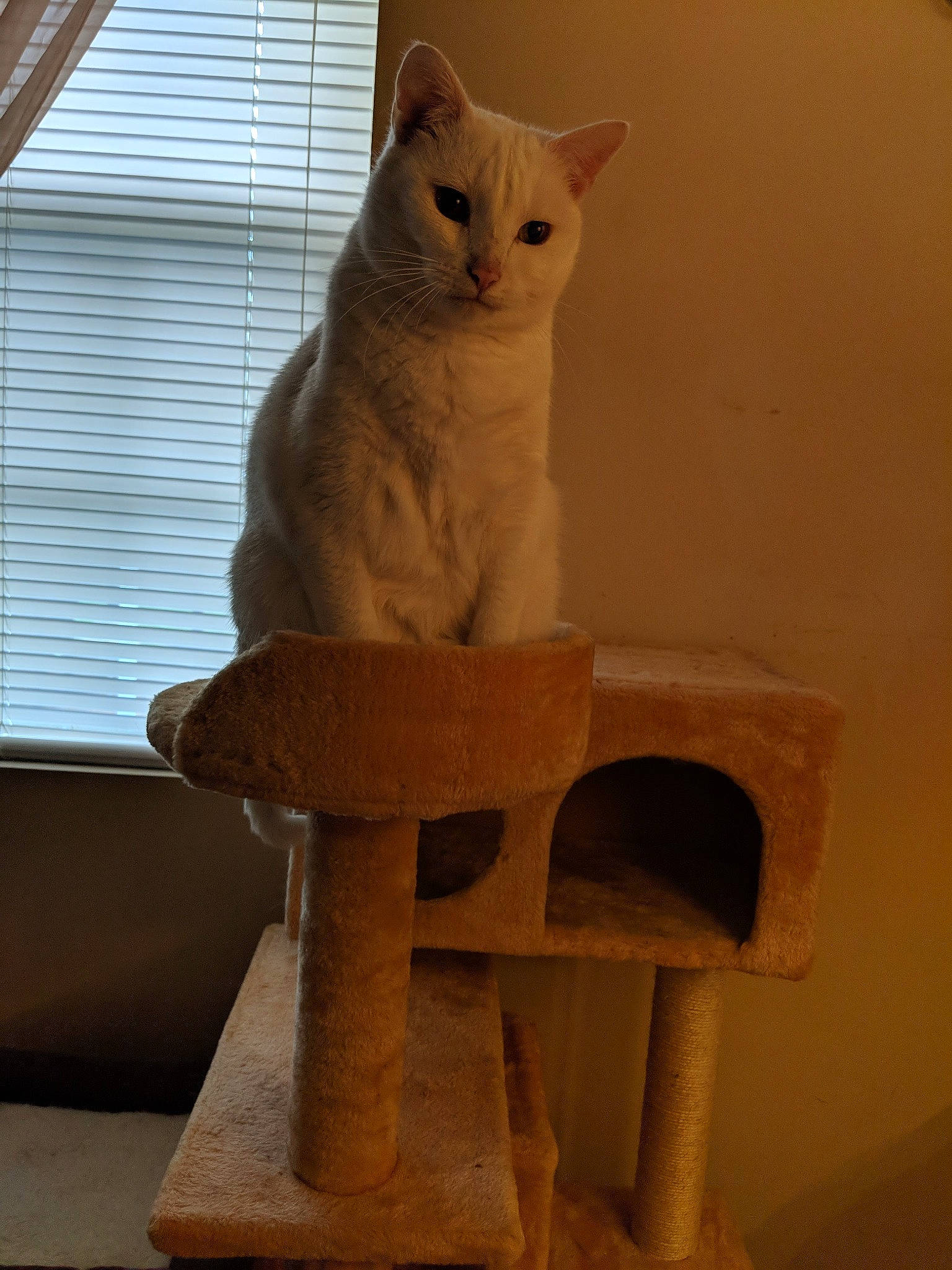 Pearl joined the competition — help win amazing prizes! art, carnivore, cat, cat_supply, chair, creative_arts, domestic_short_haired_cat, fawn, felidae, pet_supply, plywood, sculpture, shelf, small_to_medium_sized_cats, stairs, tail, whiskers, window, window_blind, wood